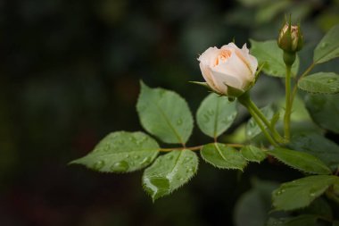 Bahçedeki bitkilerin arasında Beyaz Gül. Yakın plan. DOF