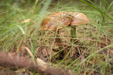 Ormanda yenilebilir mantar kapağı boletus (Leccinum scabrum) bulunur. Küçük alan derinliği