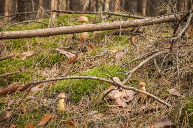 Aureoboletus projectellus mushroom grows in a coniferous forest. Small depth of field