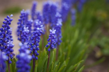 Mavi muscari çiçeği. Küçük alan derinliği