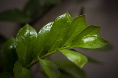 Branch Zamioculcas. Küçük alan derinliği