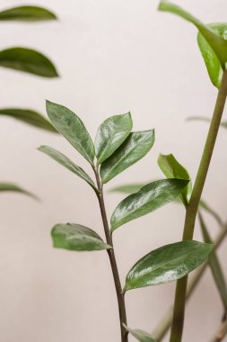 Beyaz bir arka planda Branch Zamioculcas. Küçük alan derinliği