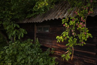 Bir dalda kırmızı elma. Alanın küçük derinliği (DOF)