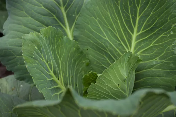 stock image Cabbage leaves close-up. Small depth of field (DOF)