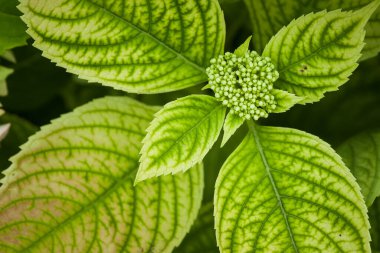 Yaprak Ortancası yakın çekim. Küçük alan derinliği