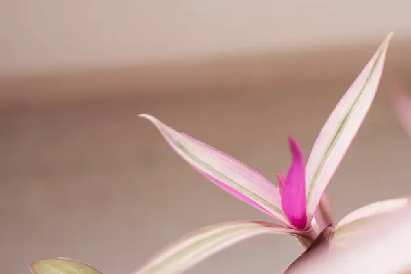 stock image Colored Tradescantia leaves. Selective focus (DOF)