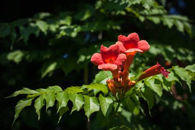 Bahçedeki bitkiler arasında Kampüs radyan çiçekleri. Yakın plan. Küçük alan derinliği