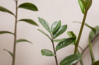 Beyaz bir arka planda Branch Zamioculcas. Küçük alan derinliği