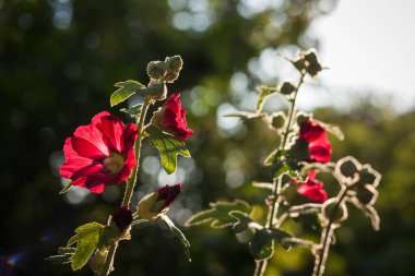 Yeşil yaprakların arasında kırmızı mallow.