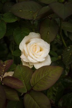 Yaprakların üzerindeki çiy damlacıklarıyla beyaz gül