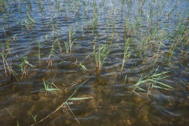 Genç sazlar gölde büyürler. Güneşli bir gün 