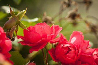 Bahçedeki bitkilerin arasında kırmızı güller. Yakın plan. DOF