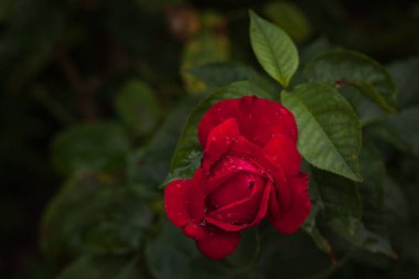 Bahçedeki bitkilerin arasında kırmızı güller. Gül yapraklarının üzerindeki çiy damlaları. Yakın plan. DOF