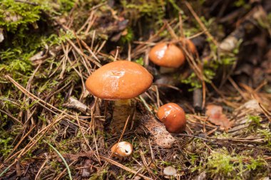 Yenebilir mantar Suillus Luteus yosunların arasında yetişir.