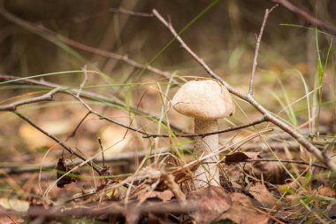 Ormanda yenilebilir mantar kapağı boletus (Leccinum scabrum) bulunur. Küçük alan derinliği
