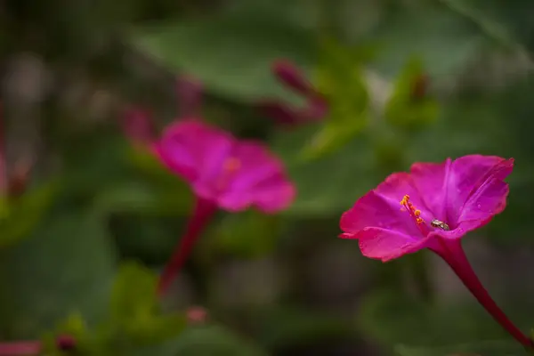 stock image Phlox among the plants in the garden. Small depth of field