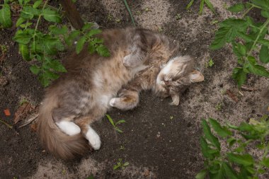 Gri bir kedi yerde uyuyor.