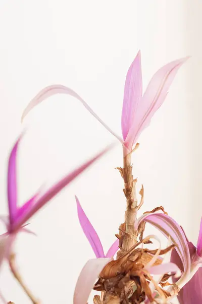 stock image Colored Tradescantia leaves. Selective focus (DOF)