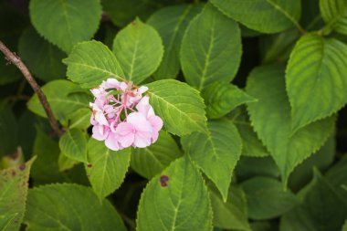 Hydrangea Flowers. lose up. Small depth of field