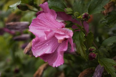 Bahçede pembe Hibiscus çiçekleri. Yakın plan. Küçük alan derinliği