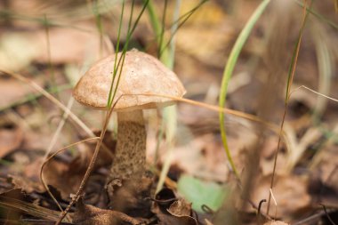 Ormanda yenilebilir mantar kapağı boletus (Leccinum scabrum) bulunur. Küçük alan derinliği