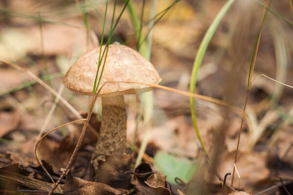 Edible mushroom brown cap boletus (Leccinum scabrum) in the forest. Small depth of field