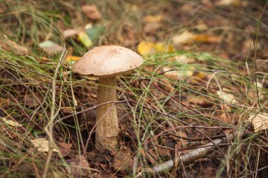 Ormanda yenilebilir mantar kapağı boletus (Leccinum scabrum) bulunur. Küçük alan derinliği