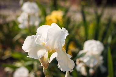 Yaz bahçesinin içinde güzel beyaz irisler. Küçük alan derinliği