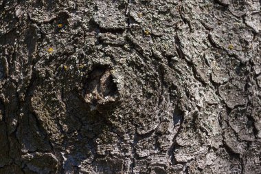 Trunk spruce bark texture close up, background.  clipart