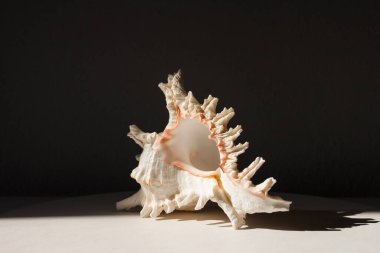 Siyah arka planda deniz kabuğu. Güneş ışığıyla aydınlatılmış güzel bir kabuk.