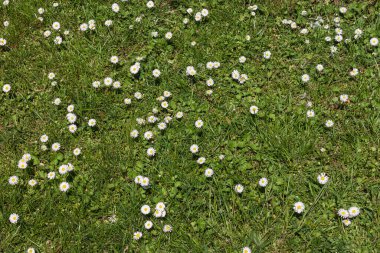 Bahçedeki papatya çiçekleri. Küçük alan derinliği