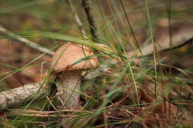 Ormanda yenilebilir mantar kapağı boletus (Leccinum scabrum) bulunur. Küçük alan derinliği
