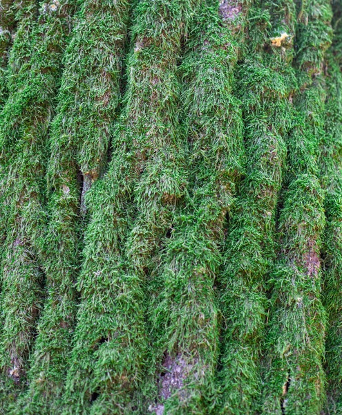 緑の苔と地衣類で樹皮 自然背景 — ストック写真