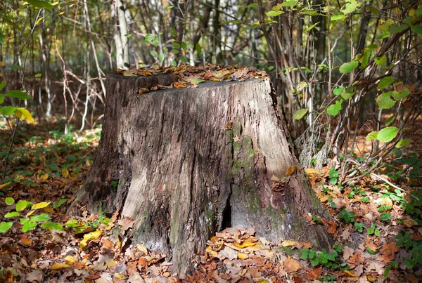 Souche Bois Mousse Verte Dans Forêt Automne — Photo