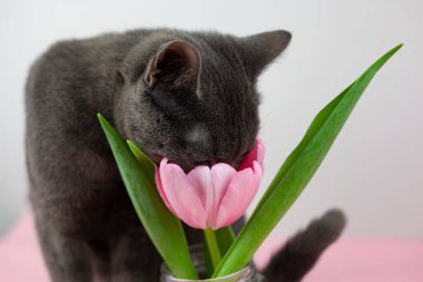 İlginç bir kedi bir buket lale kokluyor. Bir buket lale ile, bir kedinin yanında. Bir buket turuncu laleli şirin kedi. Kadınların kartpostalları..