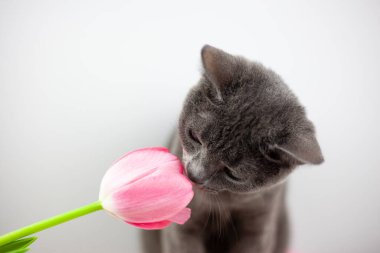 İngiliz kedisi bir buket lale kokluyor. Baharın tezahürü ve aroması. Evcil hayvanlar ve çiçekler. Çaydanlıkta laleler.