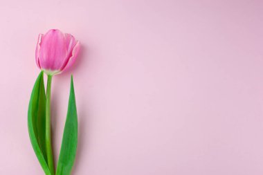 Pembe tek lale çiçeği, yan manzara. Pembe arka planda yaprakları olan güzel bir gül. Kadınlar Günü için doğal nesne, anneler günü, yıldönümü. Metin için yer