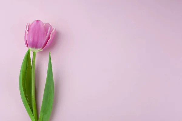 Pink single tulip flower, side view. Beautiful rose on a stem with leaves isolated on a pink background. Natural object for design for womens day, mothers day, anniversary. Place for text