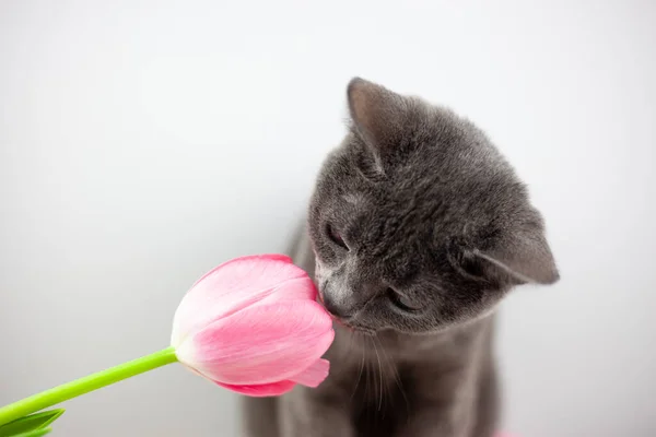 Британская Кошка Нюхает Букет Тюльпанов Проявление Аромат Весны Животные Цветы — стоковое фото