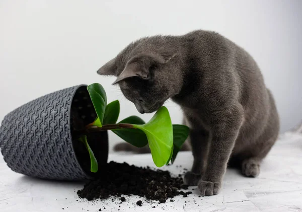 House Cat Dropped Flower Pot Looks Guilty Concept Damage Pets — Stock Photo, Image