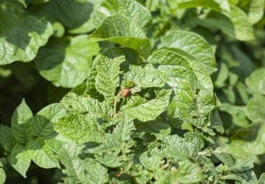 Colorado patates böceği larvaları patates haşereleridir. Colorado patates böceği larvası patates yaprağı yer.