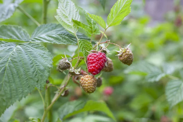 stock image A beautiful, large, ripe red raspberry in green bushes with many ripe and green berries in the bright rays of the sun. Rubus illecebrosus, gardening, growing berries. Selective focus.