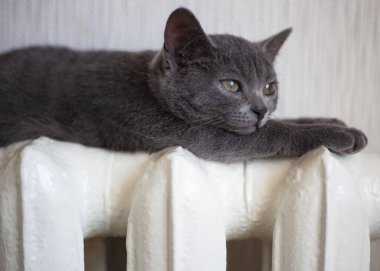 Gri bir kedi beyaz bir radyatörün üzerinde yatıyor ve ısınıyor. Kedi aküdeki termostata bakar. Avrupa 'daki konut binalarında ısıtma eksikliği kavramı.