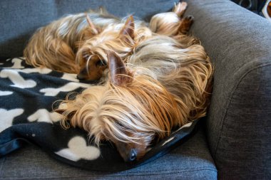 İki Avustralya İpeksi Teriyeri gri bir sandalyeye uzanıp dinleniyor. Köpeğin başına dikkat edin..