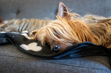 Avustralya İpeksi Teriyeri gri bir sandalyede uzanıyor ve dinleniyor. Köpeğin başına dikkat edin..