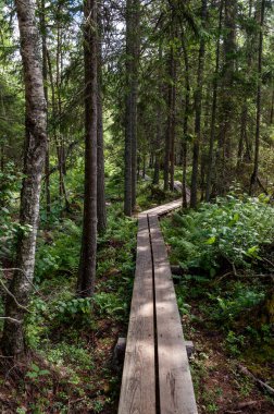 İsveç 'in kuzeyindeki Skuleskogen Ulusal Parkı' nda ağaçlar ve eğreltiotları arasında ormandaki ahşap bir patika..