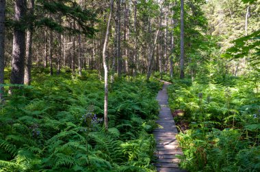 İsveç 'in kuzeyindeki Skuleskogen Ulusal Parkı' nda ağaçlar ve eğreltiotları arasında ormandaki ahşap bir patika..