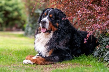 Büyük bir Bernese dağ köpeği bir çalılığın altında yatar ve bakar..
