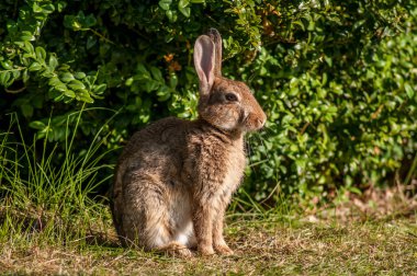 Sabah vahşi bir tavşan Güney İngiltere 'de bir ormanın yakınındaki bir çayırda.