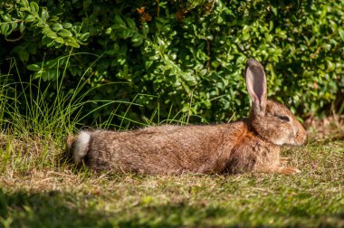 Sabah vahşi bir tavşan Güney İngiltere 'de bir ormanın yakınındaki bir çayırda.